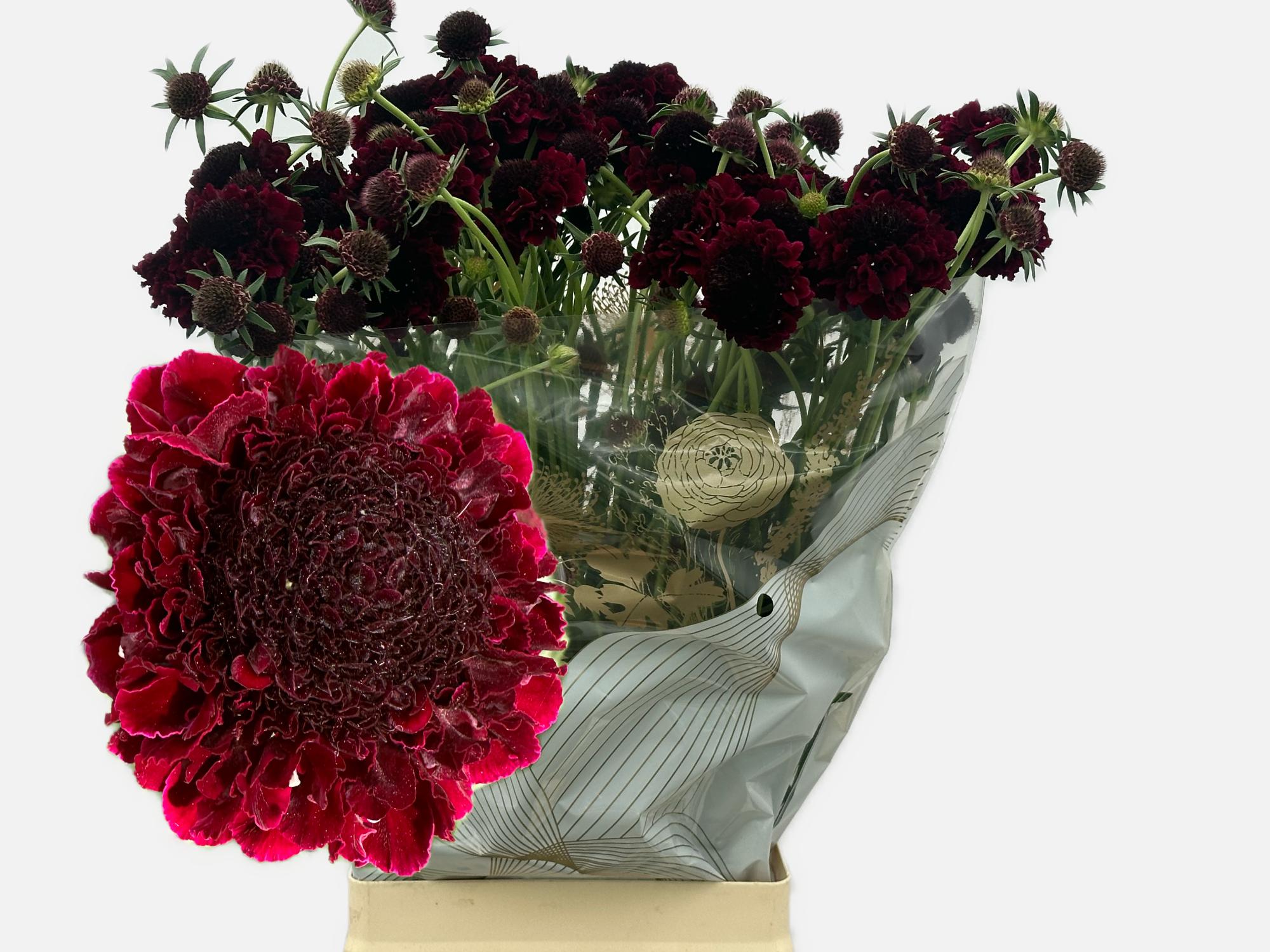 Bild på Scabiosa bon bon marachino cherry scoop