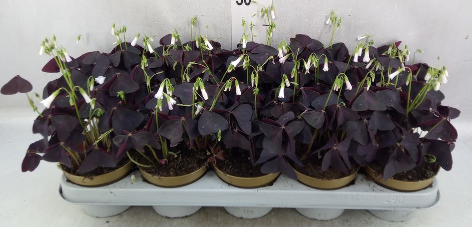 Bild på Klöver/Oxalis D12 X 10 Triangularis