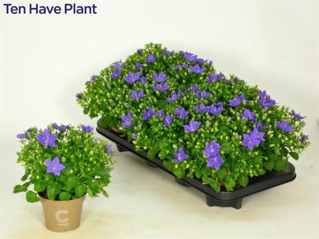 Bild på Campanula Isophylla D11 X 8 Napoli