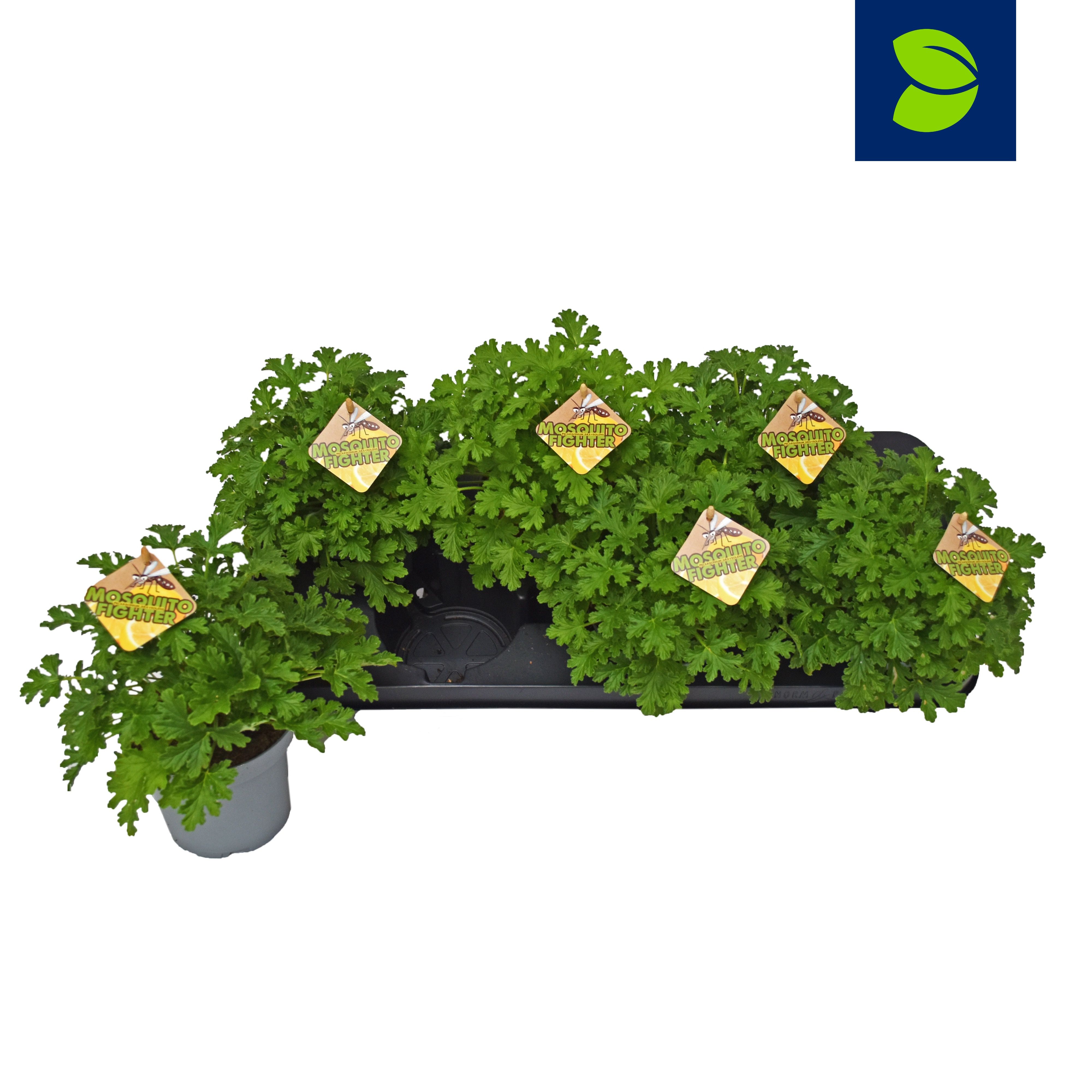 Bild på Krukväxter Pelargoner Graveolens (Doft) Cola *8