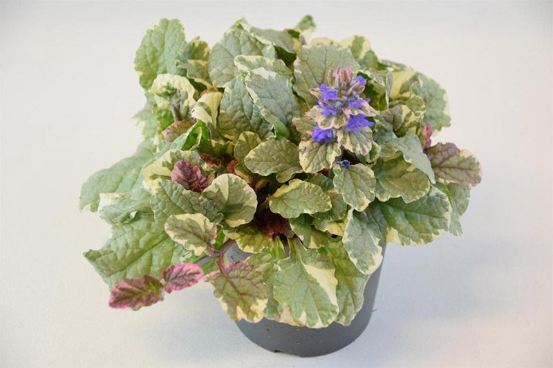 Bild på Ajuga Burgundy Glow D12 X 10 Mariestad