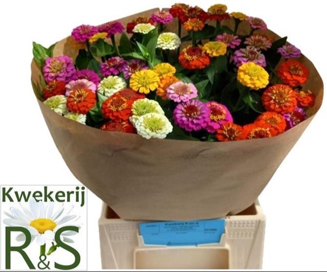 Bild på Zinnia Lilliput mix in bucket