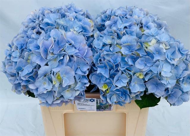 Bild på Hortensia Verena Blue