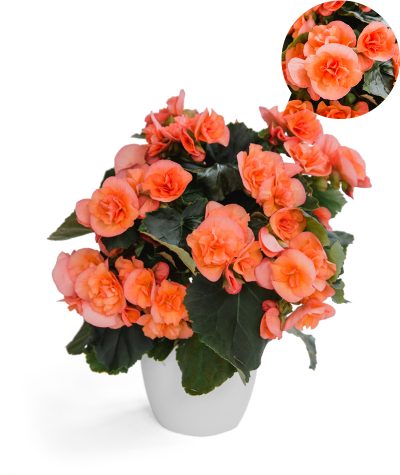 Bild på Begonia Hailey Peach D12 X 6 Skalleberg