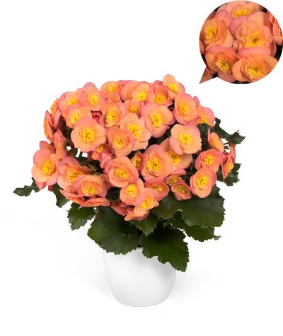 Bild på Begonia Belove Peach D12 X 6 Skalleberg