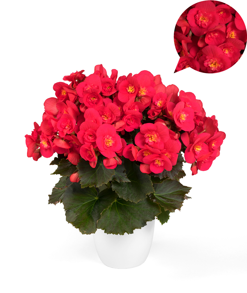 Bild på Begonia Belove Cherry D12 X 6 Skalleberg