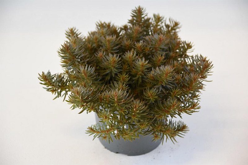 Bild på Sedum Choclate Ball D12 X 10 Mariestad