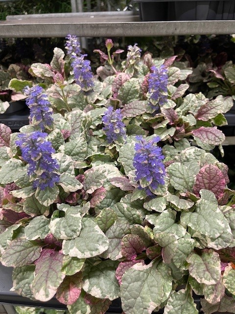 Bild på Ajuga Burgundy Glow D12 X 10 Mariestad