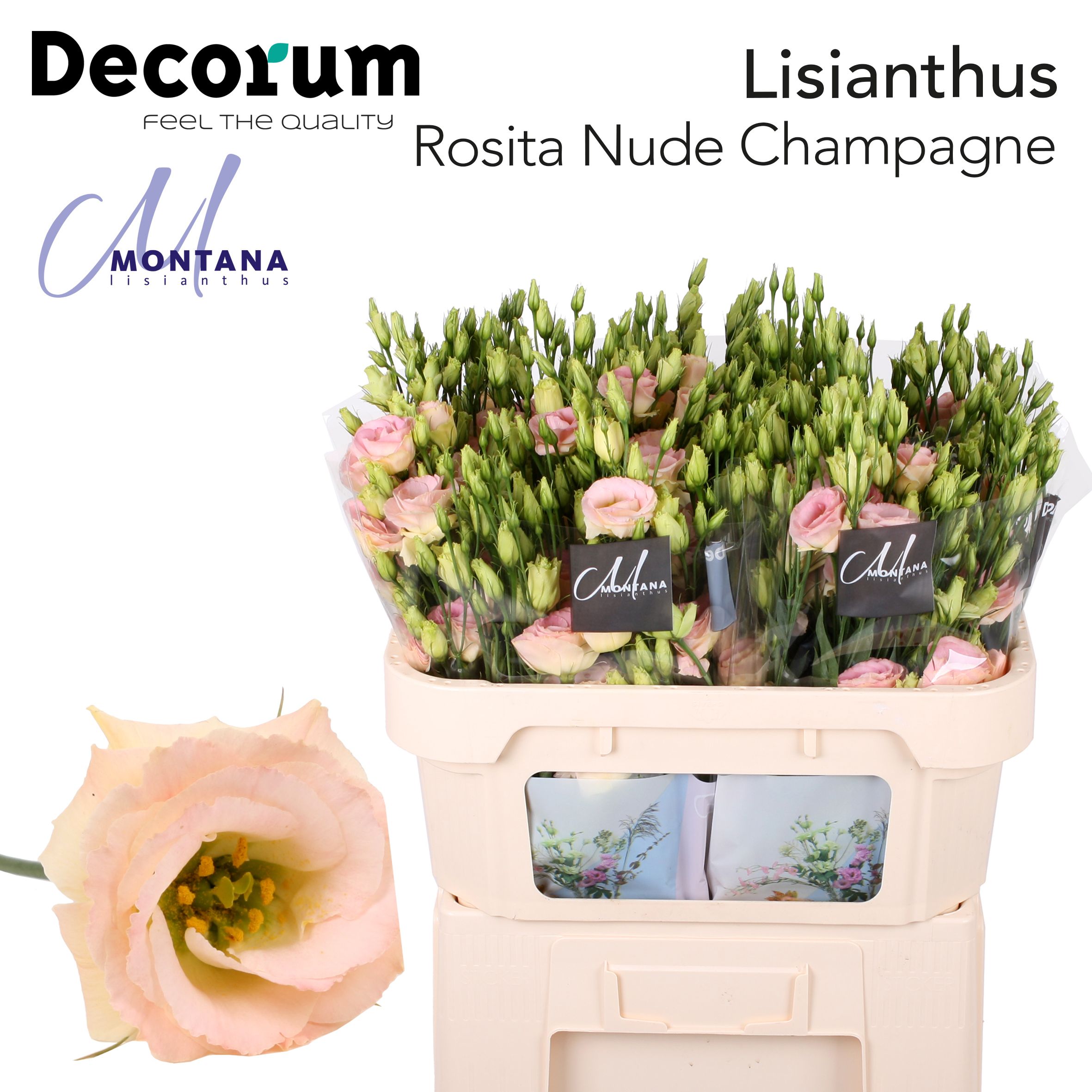 Bild på Lisianthus Rosita champagne dubbel