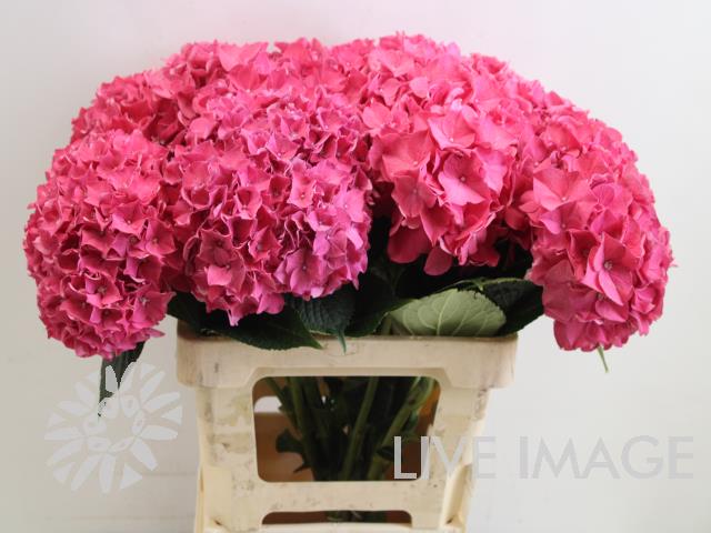 Bild på Hortensia Rodeo Red (Cerise)