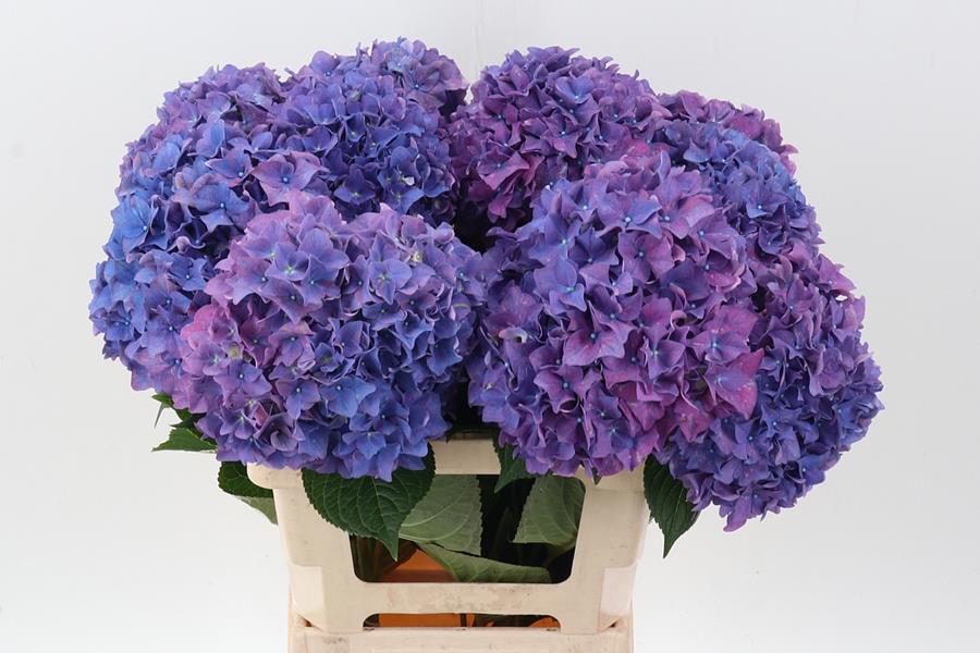 Bild på Hortensia Rodeo Purple