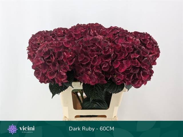 Bild på Hortensia Magical dark ruby classic