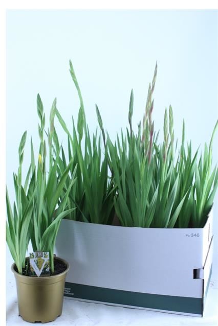 Bild på Gladiolus i kruka D19 X 5 Glamini