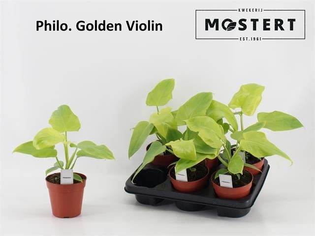 Bild på Philodendron D12 X 6 Golden Violin