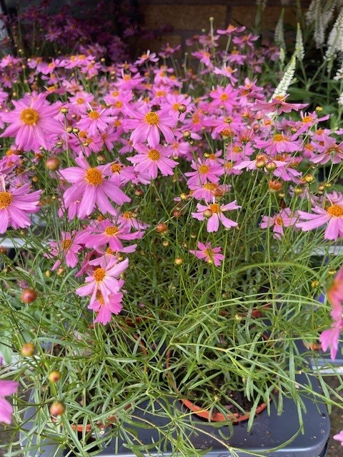 Bild på Coreopsis/Flicköga D12 X 8 Barkarö Pink lady