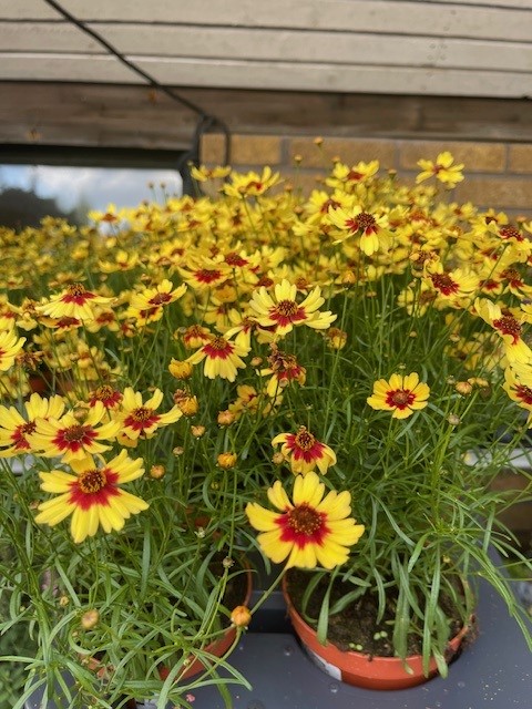 Bild på Coreopsis/Flicköga D12 X 8 Barkarö Pineapple Pie
