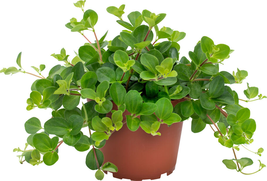 Bild på Peperomia Rotundifolia D12 X 8 Gustavslund