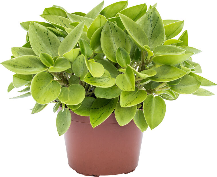 Bild på Peperomia Pixie Lime D12 X 8 Gustavslund