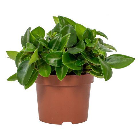 Bild på Peperomia Pixie Green D12 X 8 Gustavslund