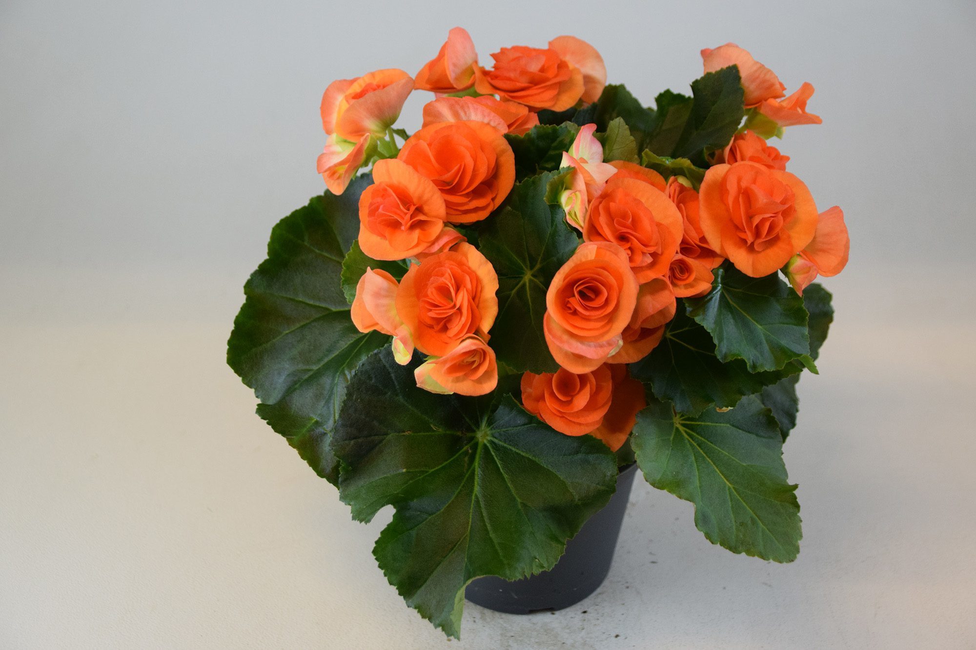 Bild på Begonia D13 X 8 Mariestad