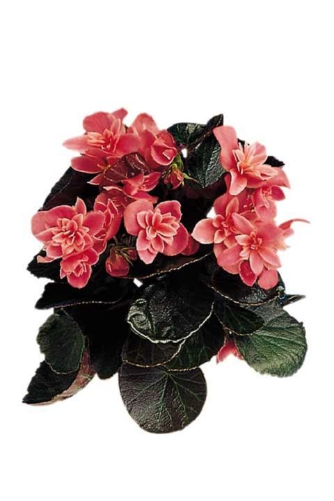 Bild på Begonia D13 X 8 Mariestad Ceveca