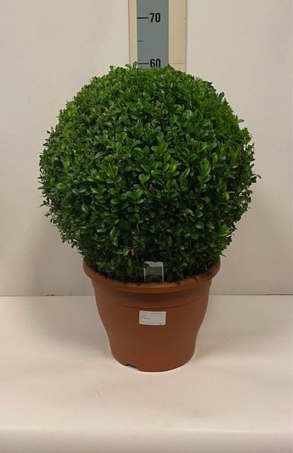 Bild på Buxus Boll D29 X 2