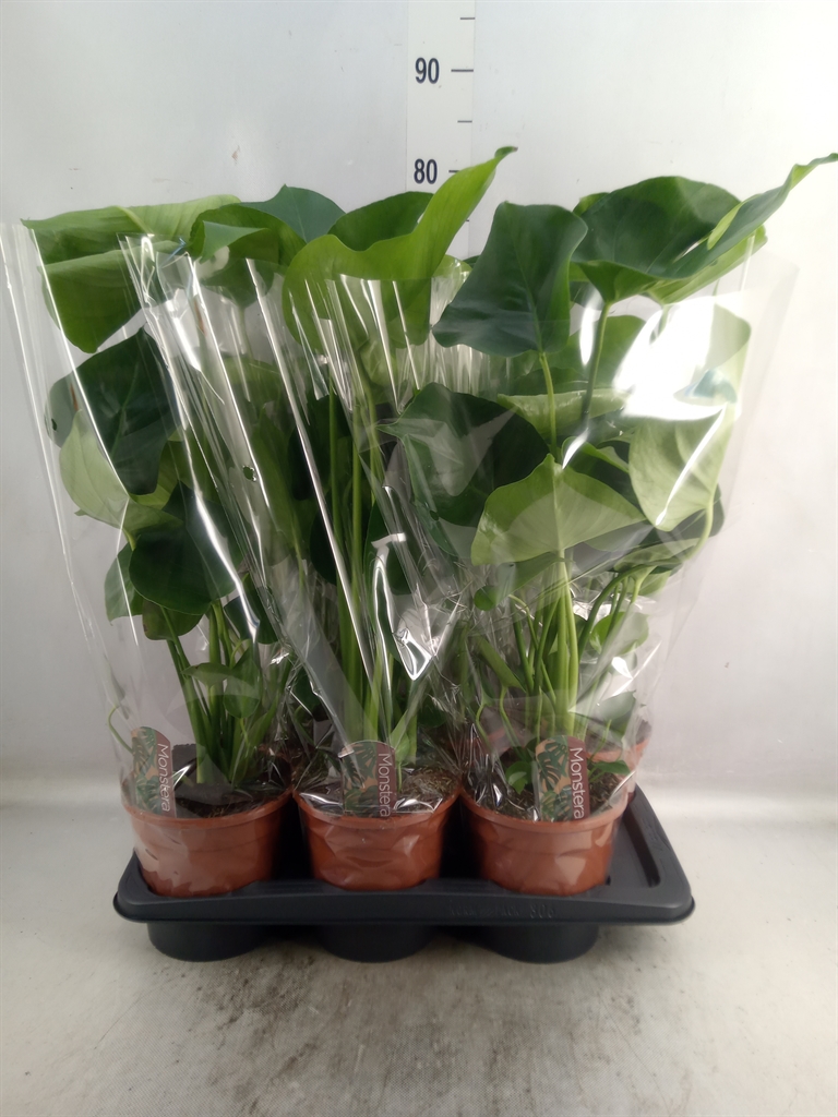 Bild på Monstera Deliciosa D17 X 6