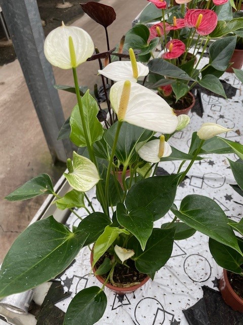 Bild på Anthurium D12 X 10 Gustavslund