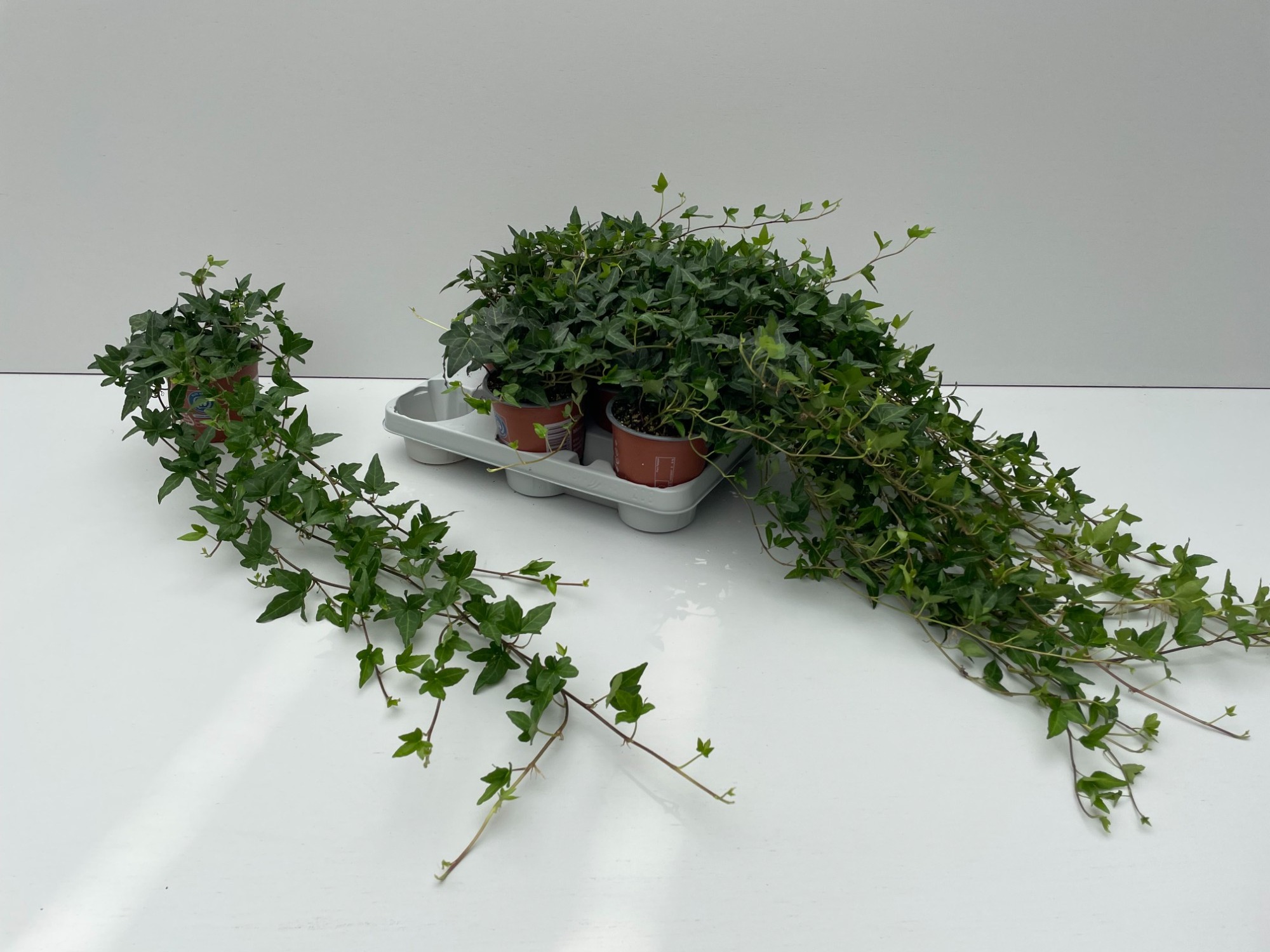 Bild på Krukväxter Hedera Helix Shamrock *8