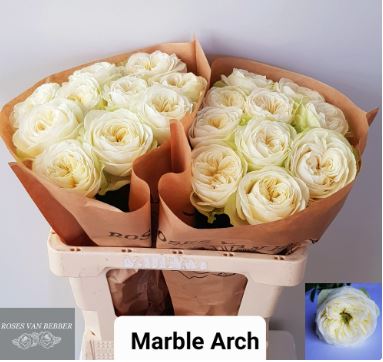 Bild på Trädgårdsros Marble Arch