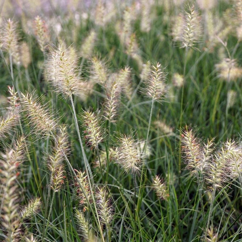 Bild på Gräs Pennisetum Little Bunny D12 X 8 Barkarö