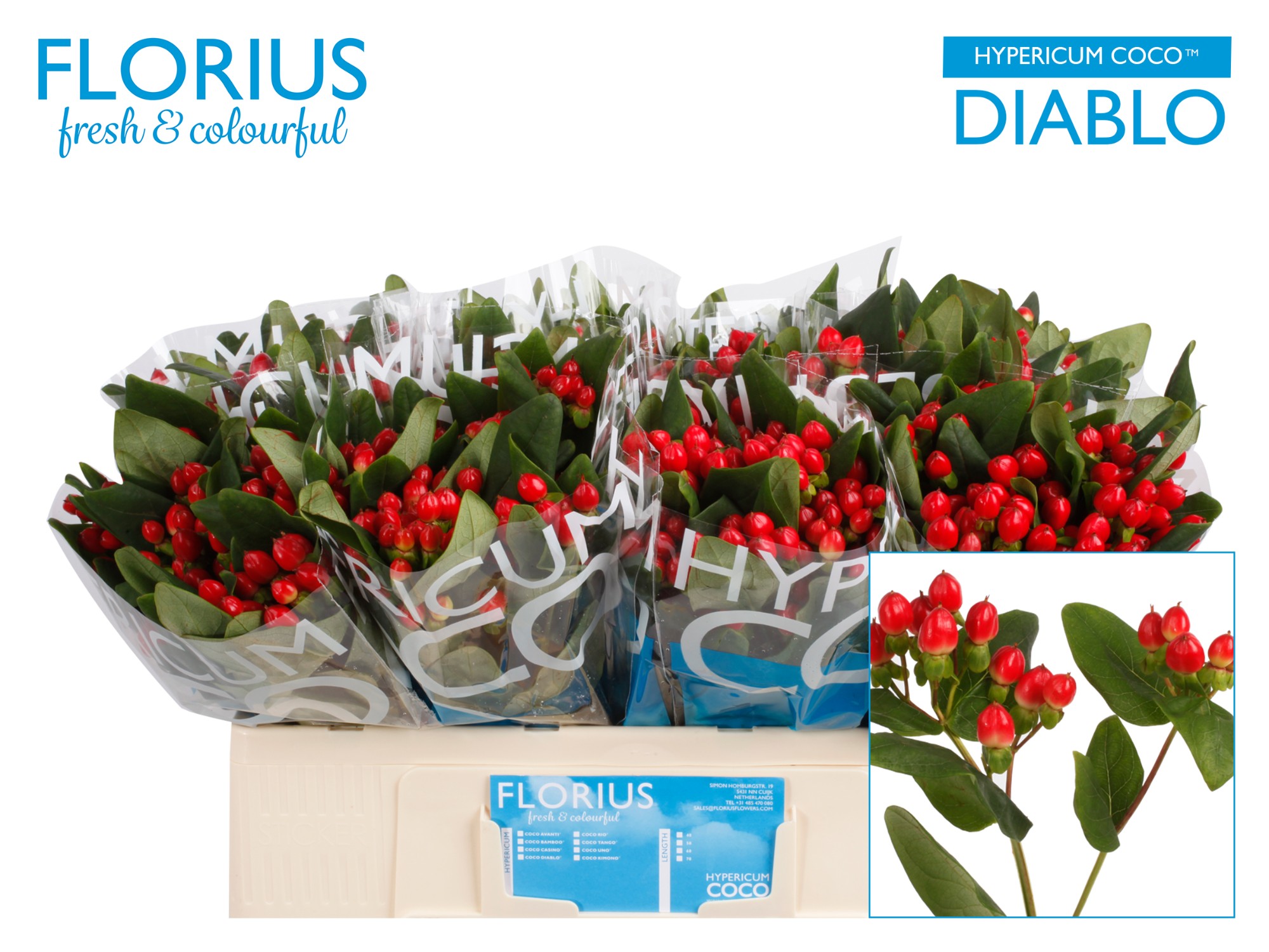 Bild på Hypericum Coco Diablo