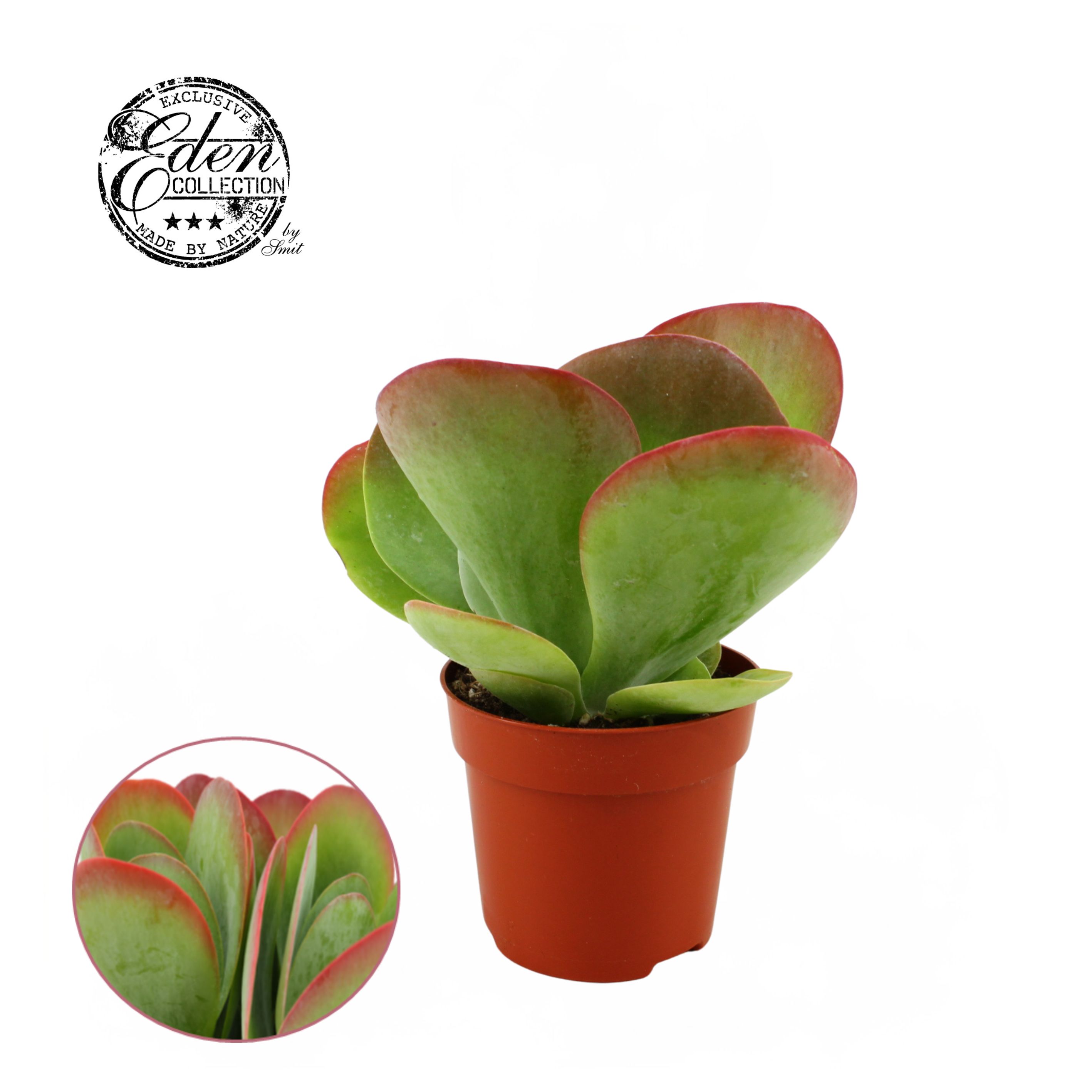 Bild på Kalanchoe Thyrsiflora D10,5 X 8 Red Lips