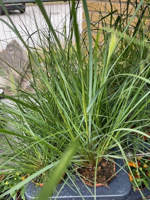 Bild på Gräs Pennisetum Little Bunny D12 X 8 Barkarö