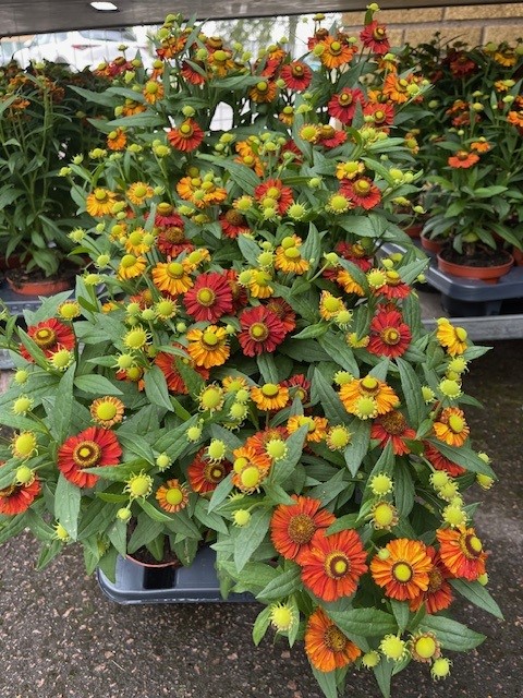 Bild på Helenium Helias D12 X 8 Fire Red Solbrud Barkarö