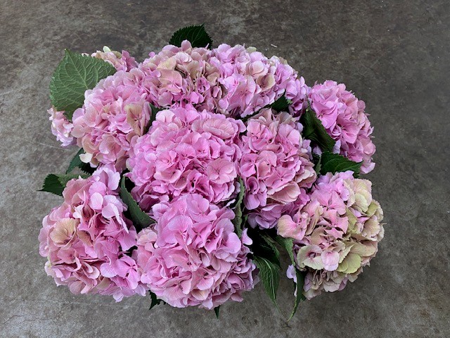 Bild på Hortensia Elbtal Pink
