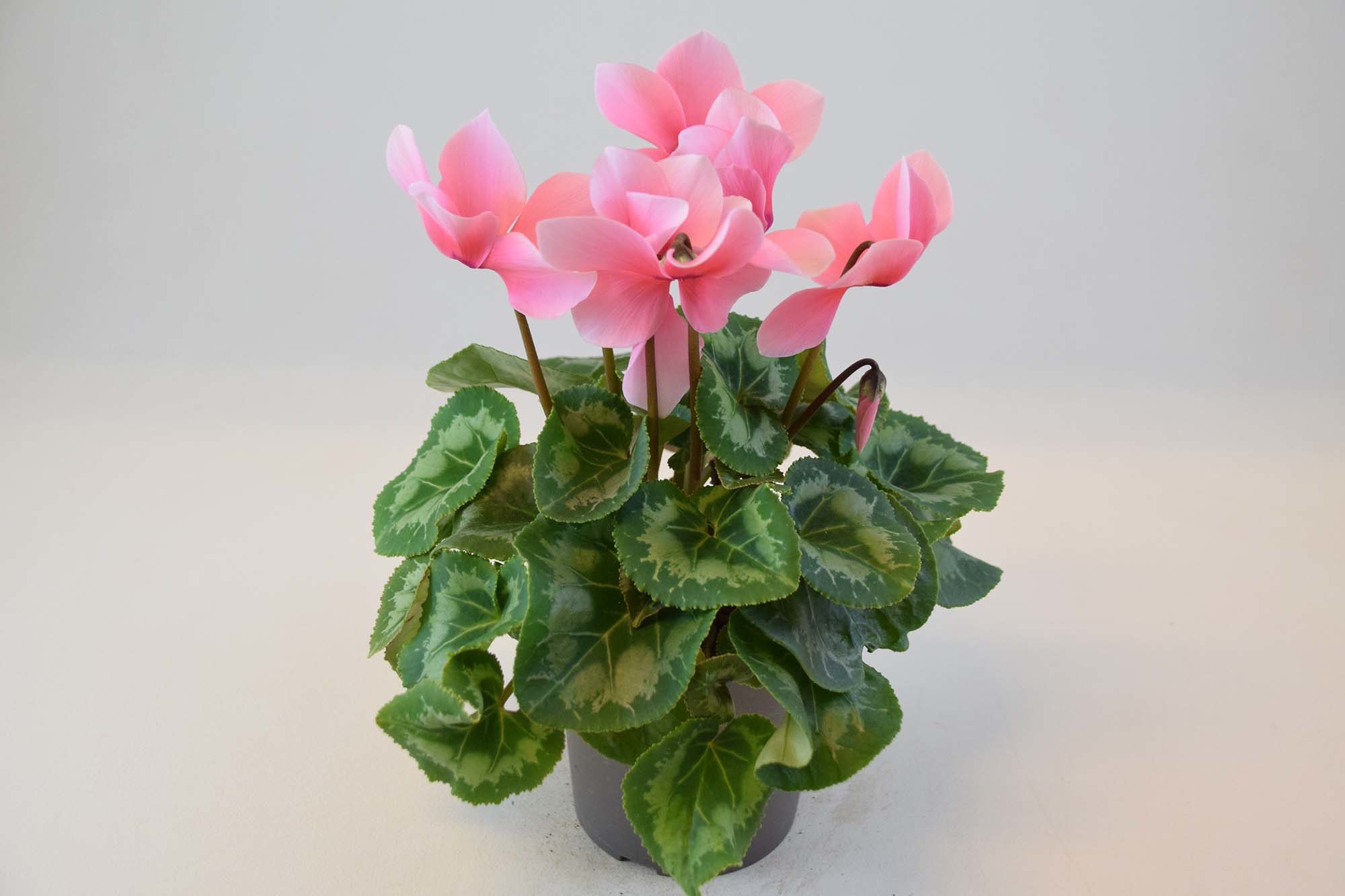 Bild på Cyclamen D12 X 8 Mariestad