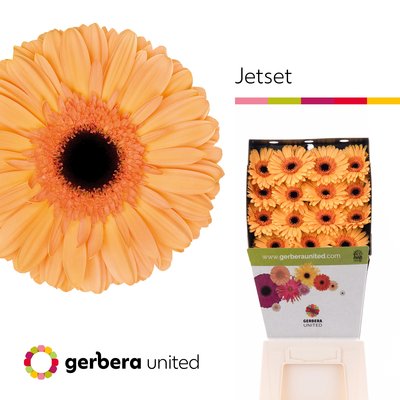 Bild på Gerbera Tennisrack Jetset