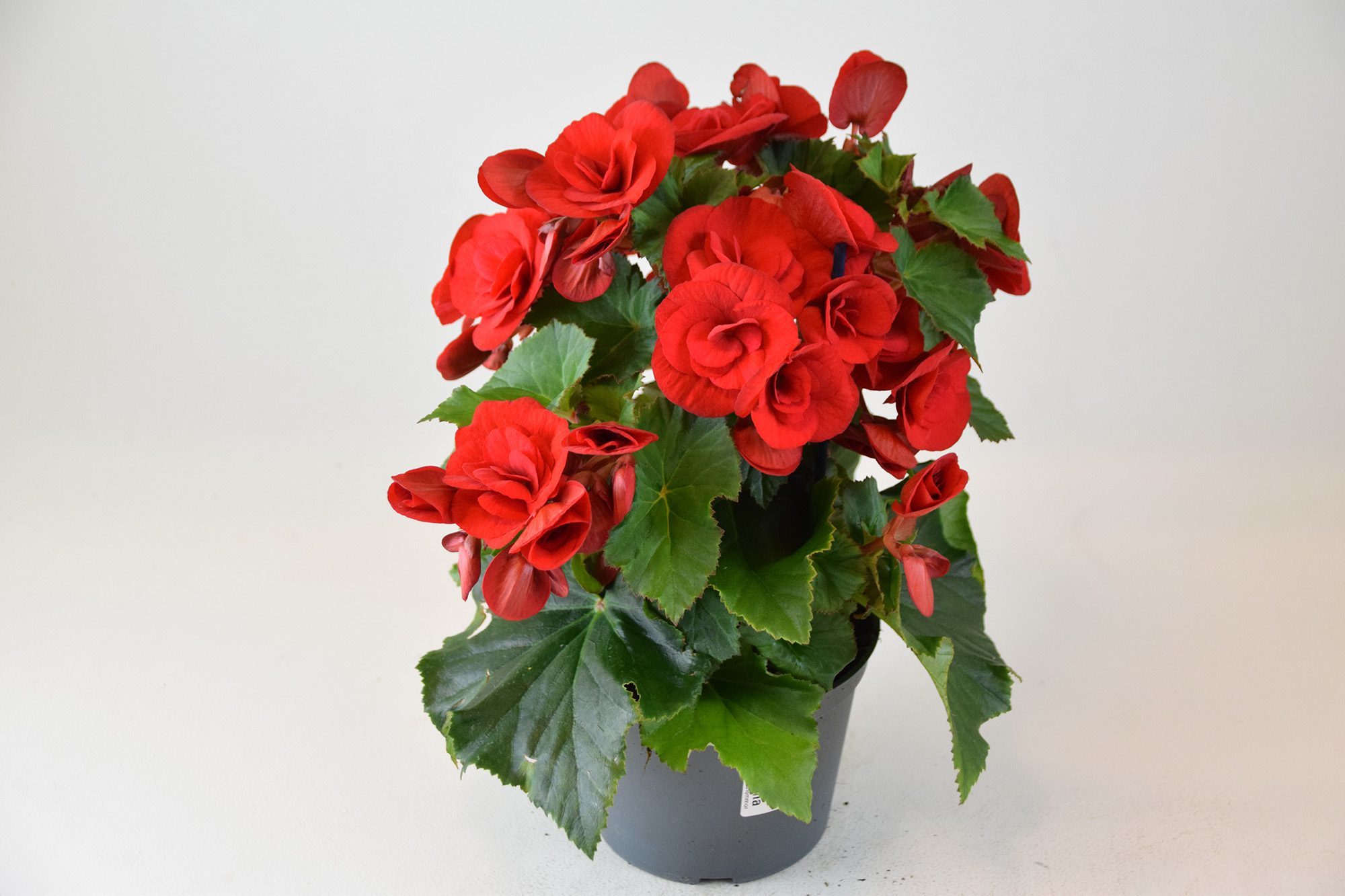 Bild på Begonia Big Flower D13 X 8 Mariestad