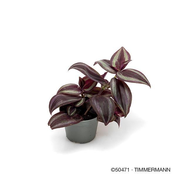 Bild på Tradescantia Purple D6 X 12 Mini