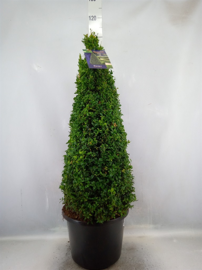 Bild på Buxus Pyramid D32 X 1