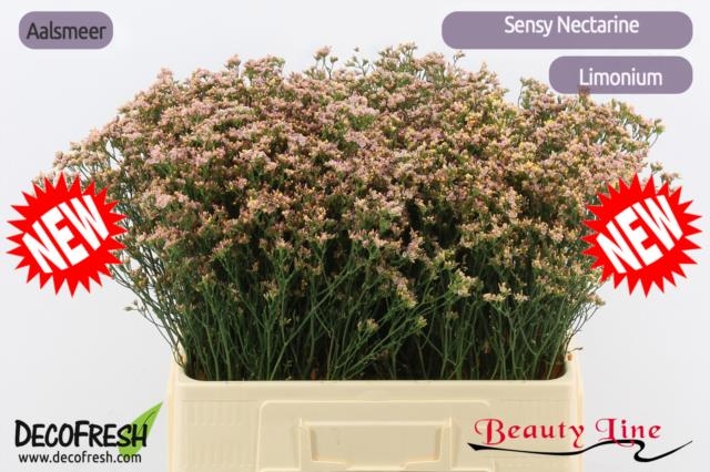 Bild på Limonium sensy nectarine