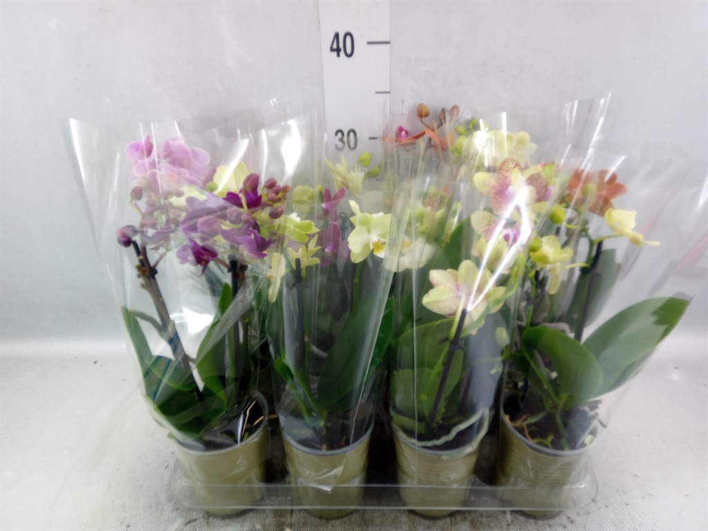 Bild på Phalaenopsis 2Gr D9 X 12 Natural Charm