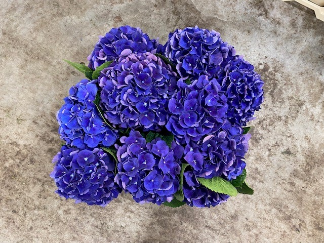 Bild på Hortensia Royal King