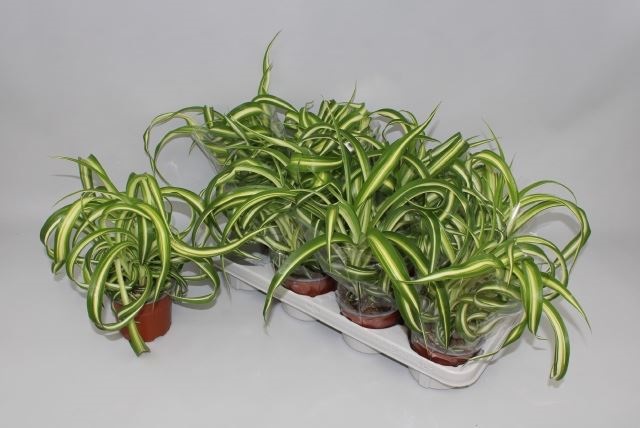 Bild på Chlorophytum D12 X 8 Bonnie Krullig
