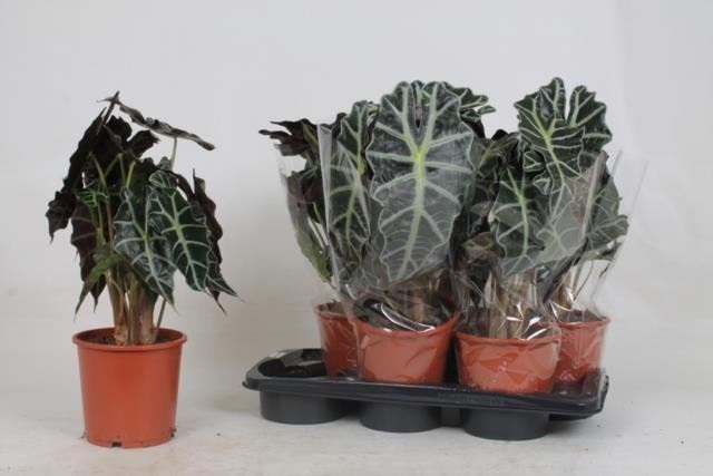 Bild på Alocasia Polly D17 X 6 Vikinga Sköld