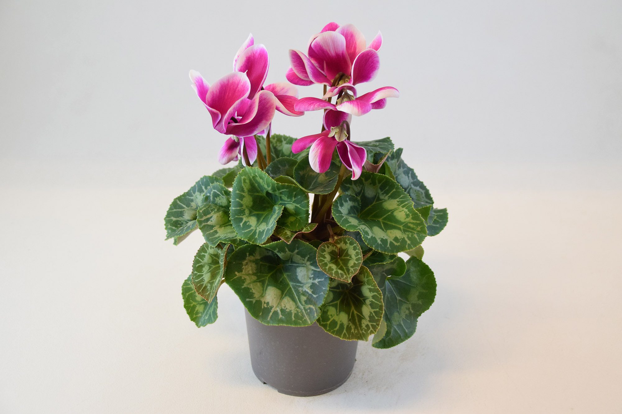 Bild på Cyclamen D12 X 6 Skalleberg