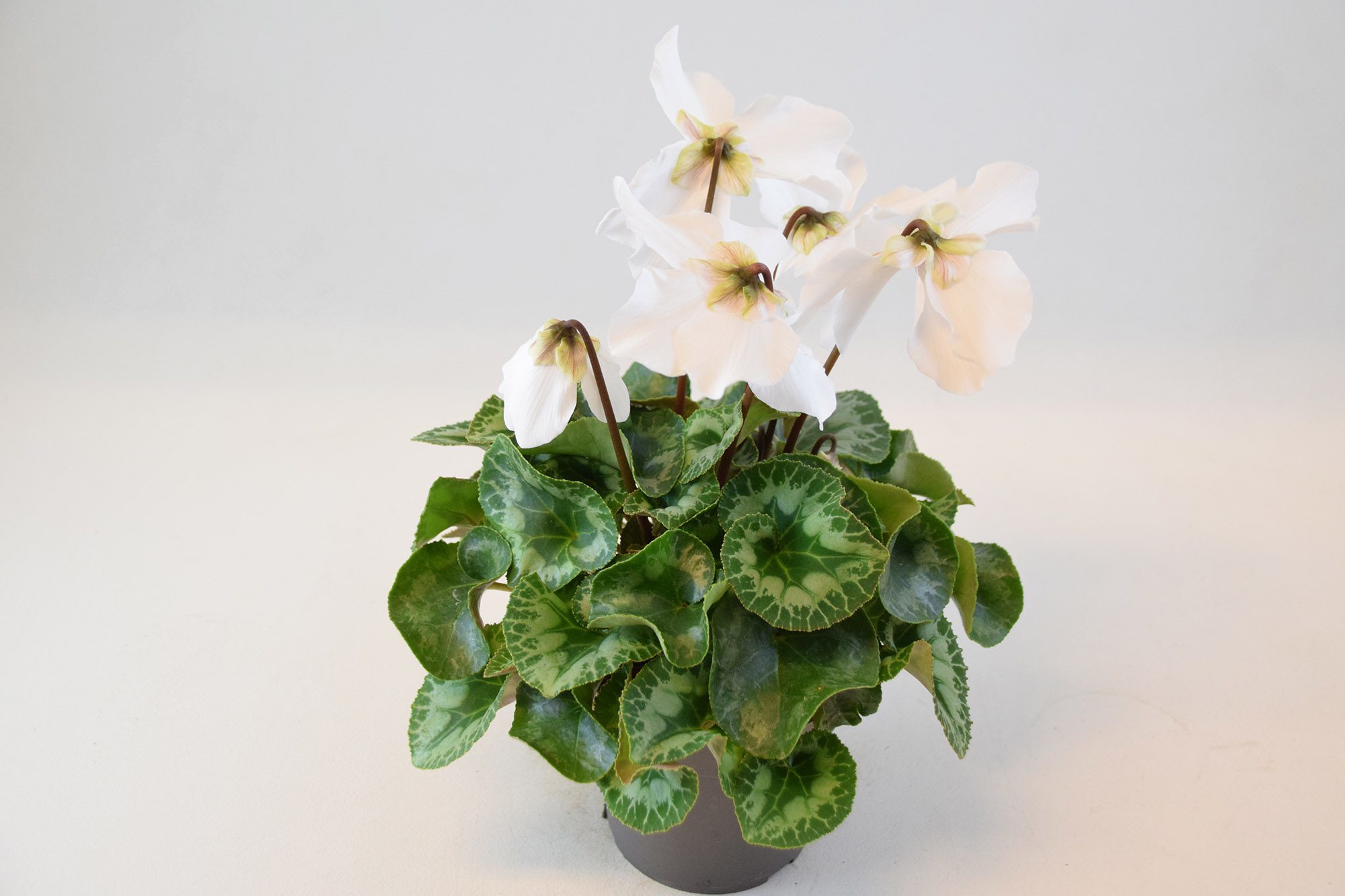 Bild på Cyclamen Fleur En Vouge D12 X 8 Mariestad