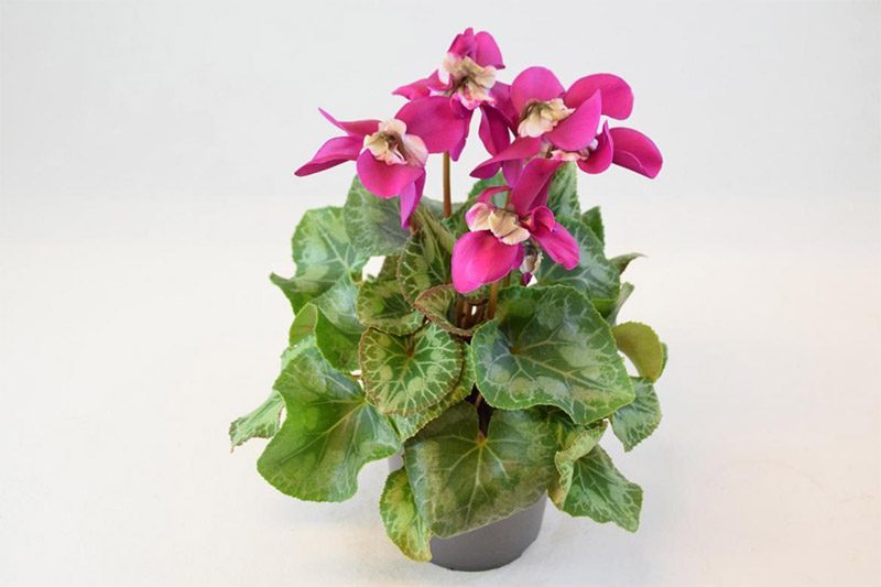 Bild på Cyclamen Fleur En Vouge D12 X 8 Mariestad