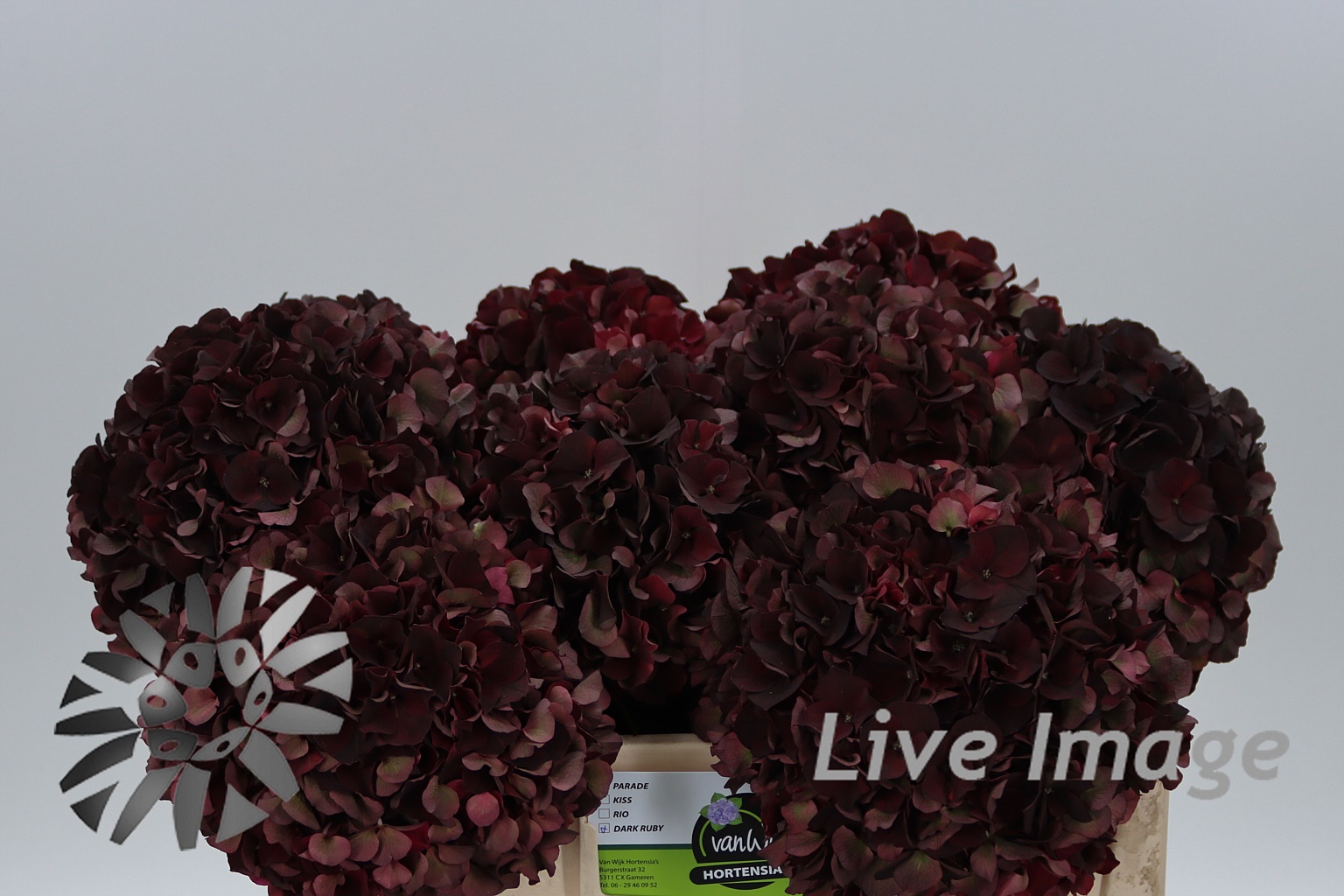 Bild på Hortensia Magical Dark Ruby Classic